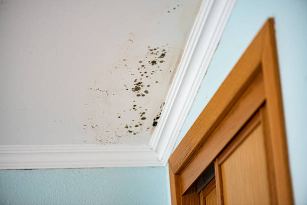 Mold Inspection, Removal & Remediation